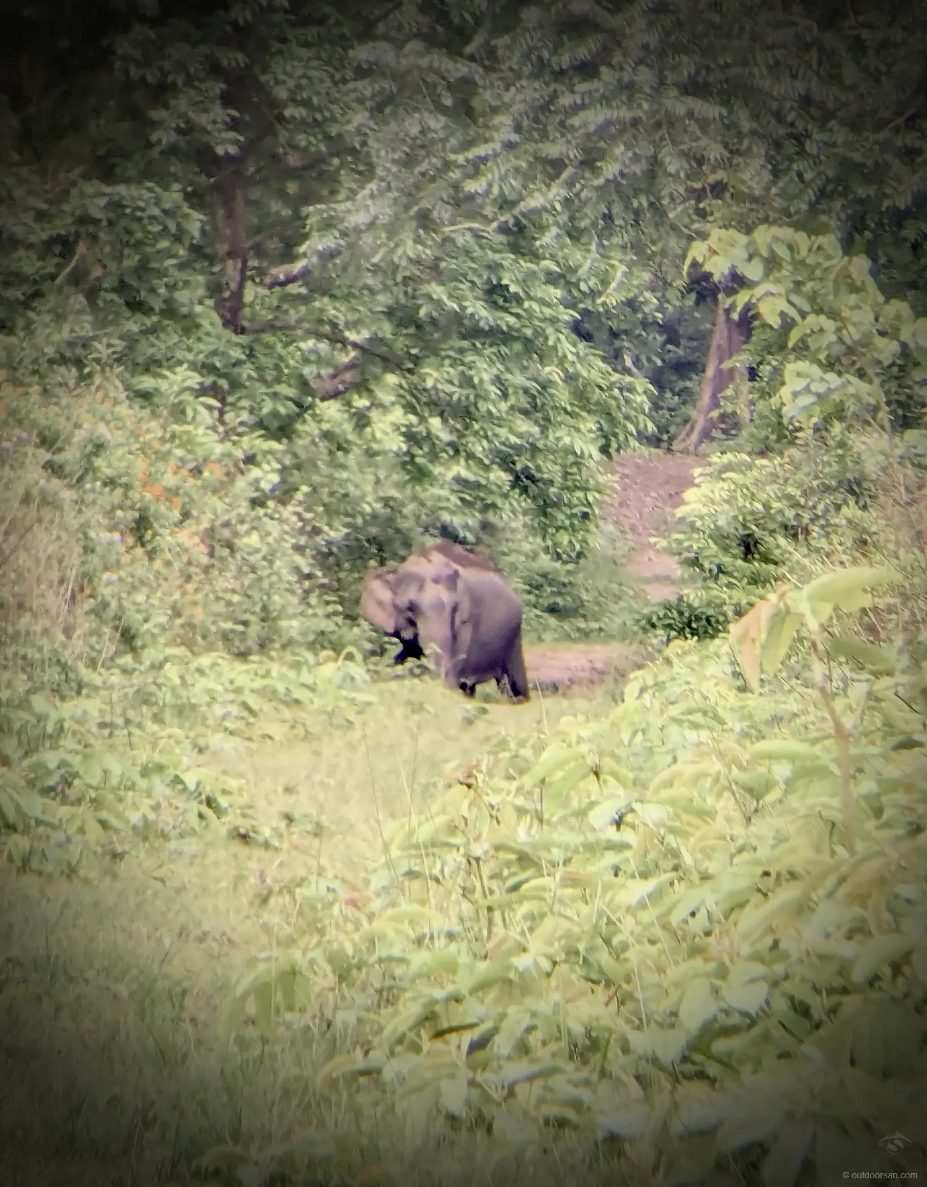 Elephant sighting on foot at Nameri National Park