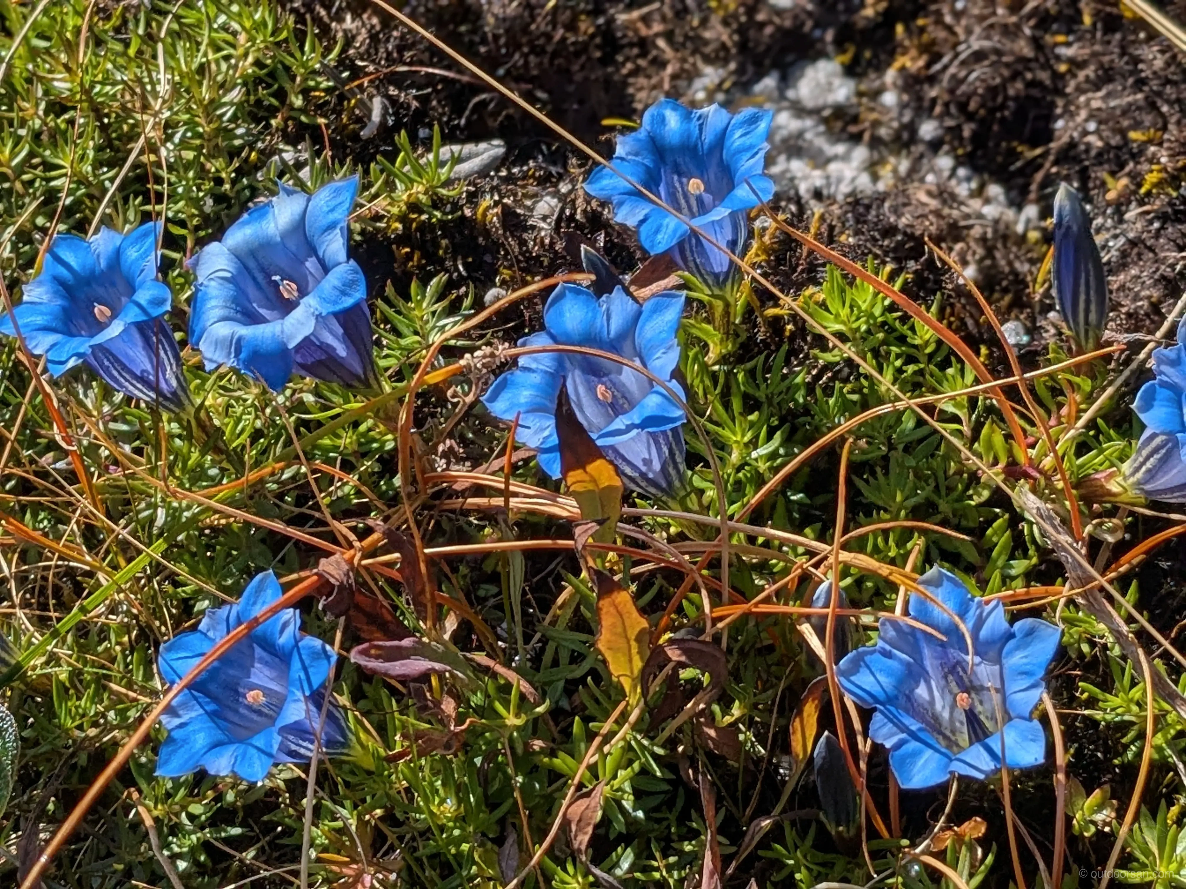 Wildflowers on the way to camp 3
