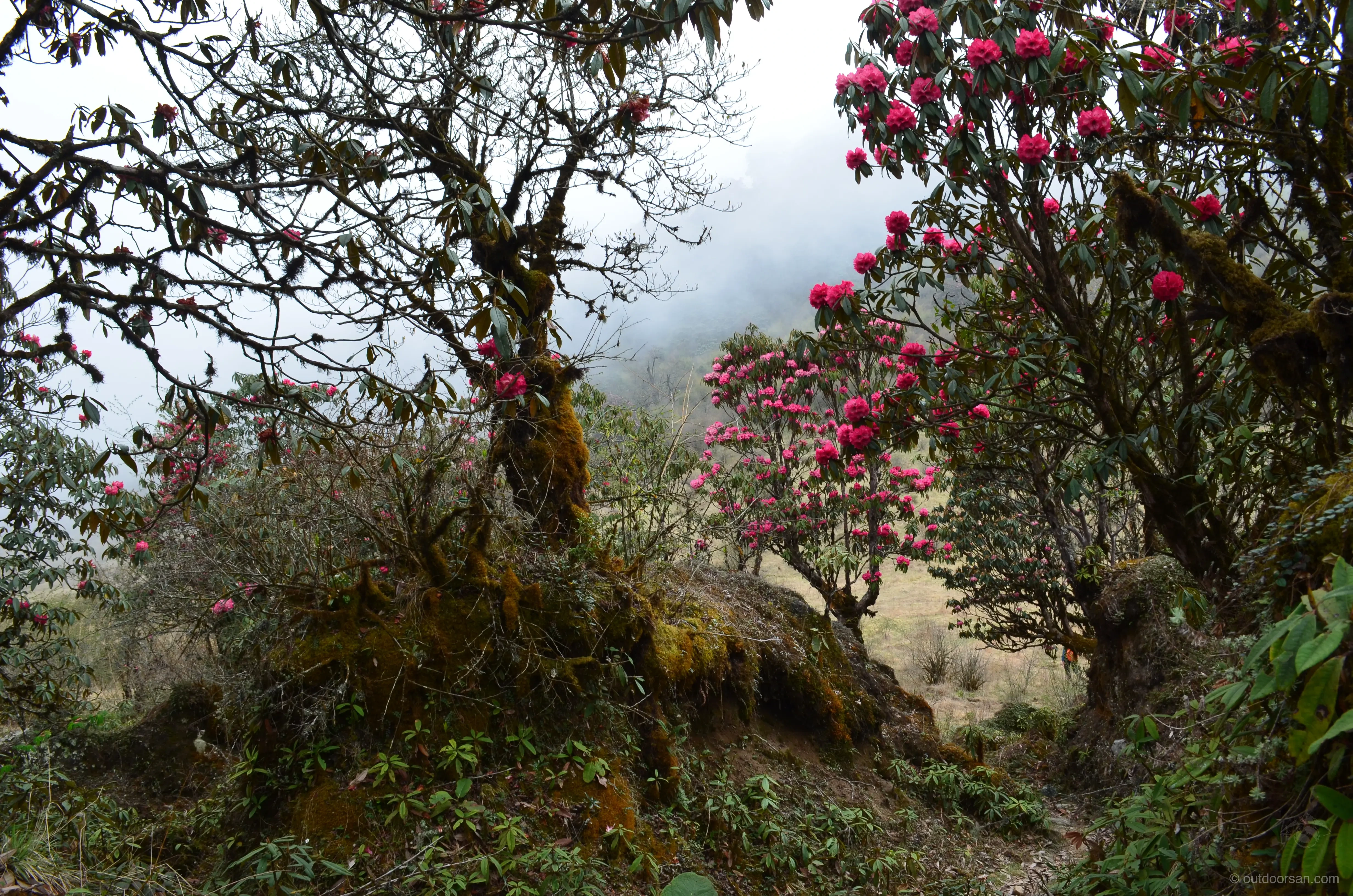 Vibrant rhododendron blooms in the sanctuary forest