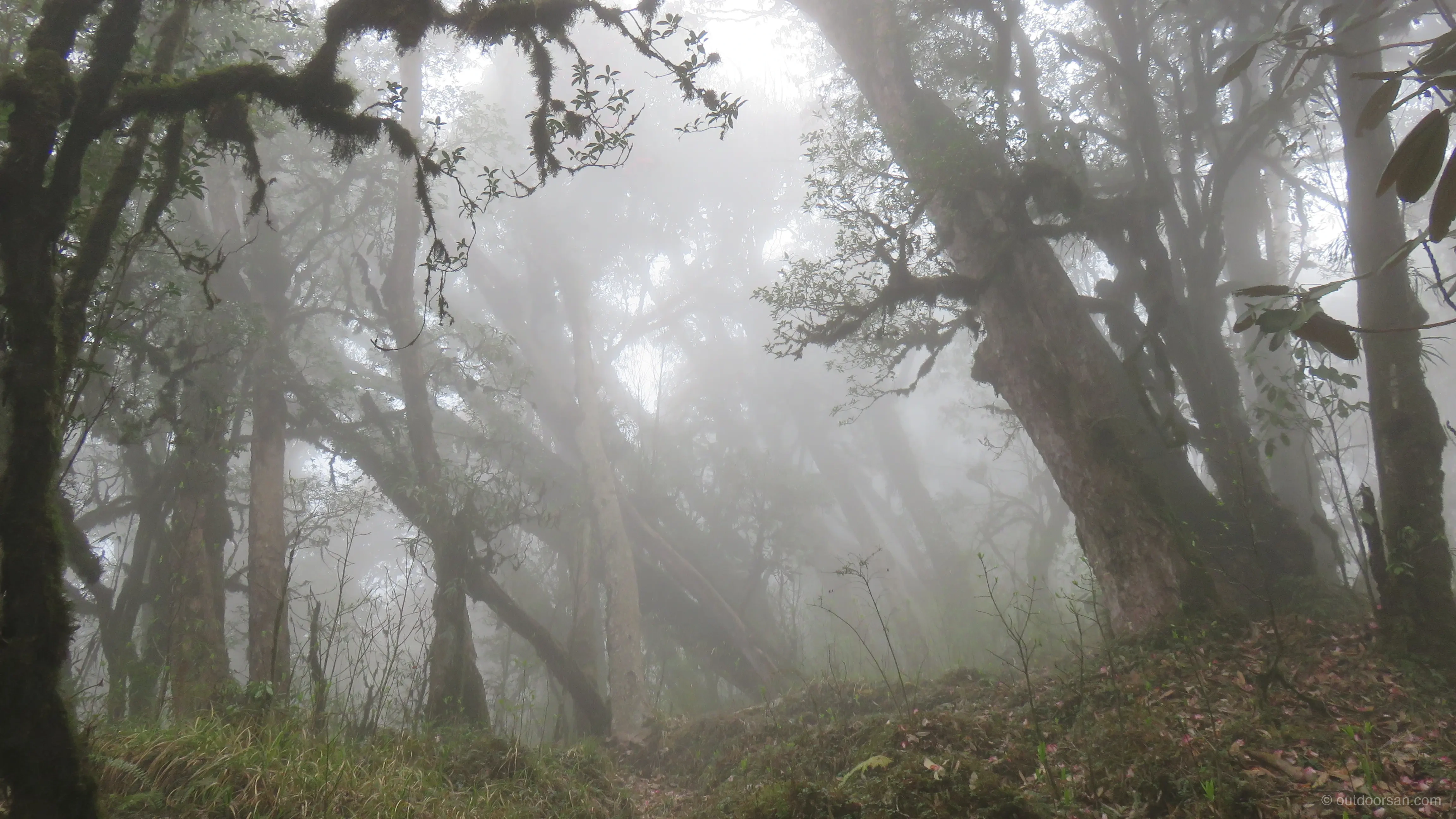 Rhododendron forest trail in the Barsey Sanctuary