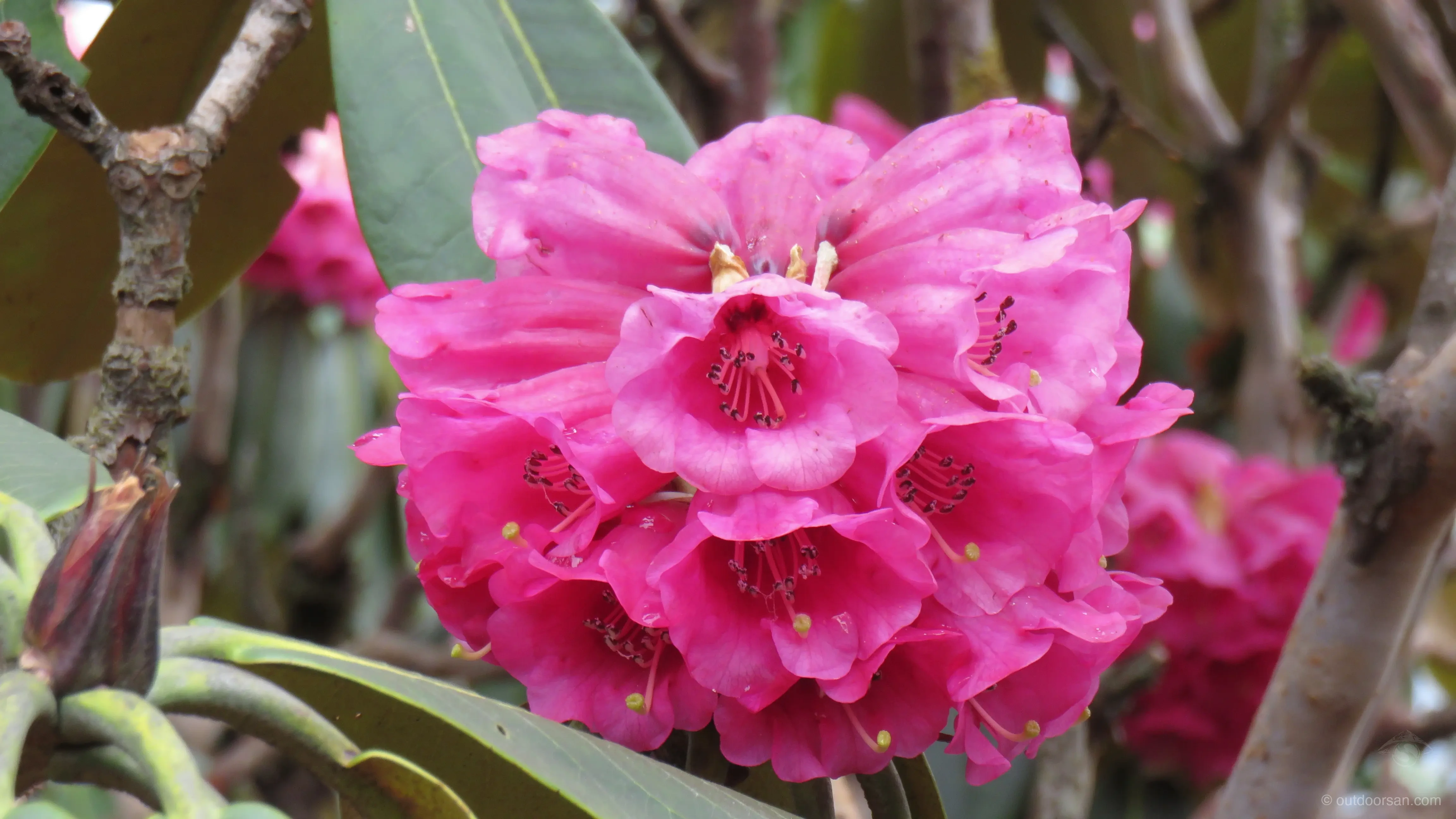 Close-up of crimson rhododendron flowers in bloom