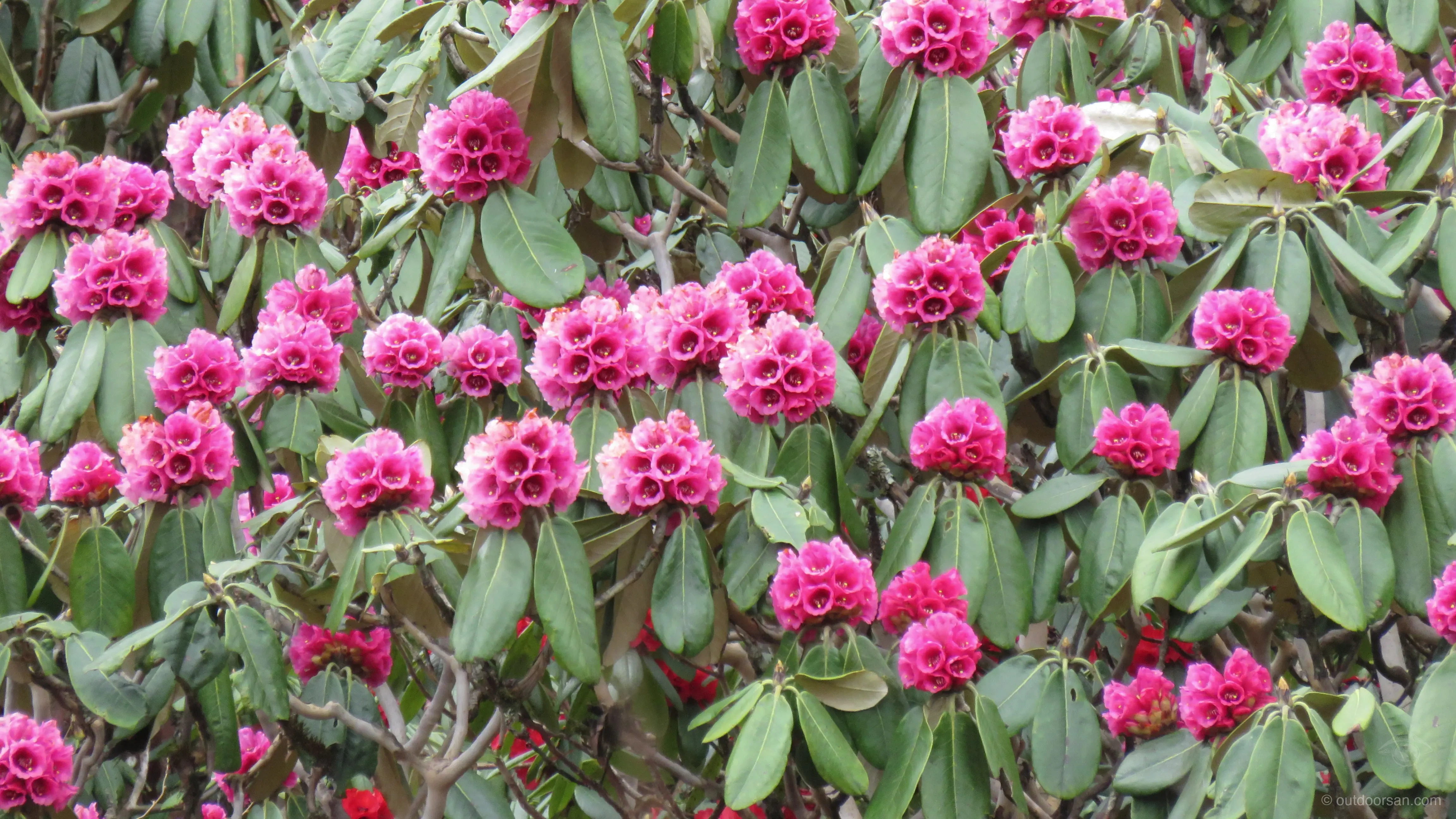 Pink rhododendron blossoms covering the hillside