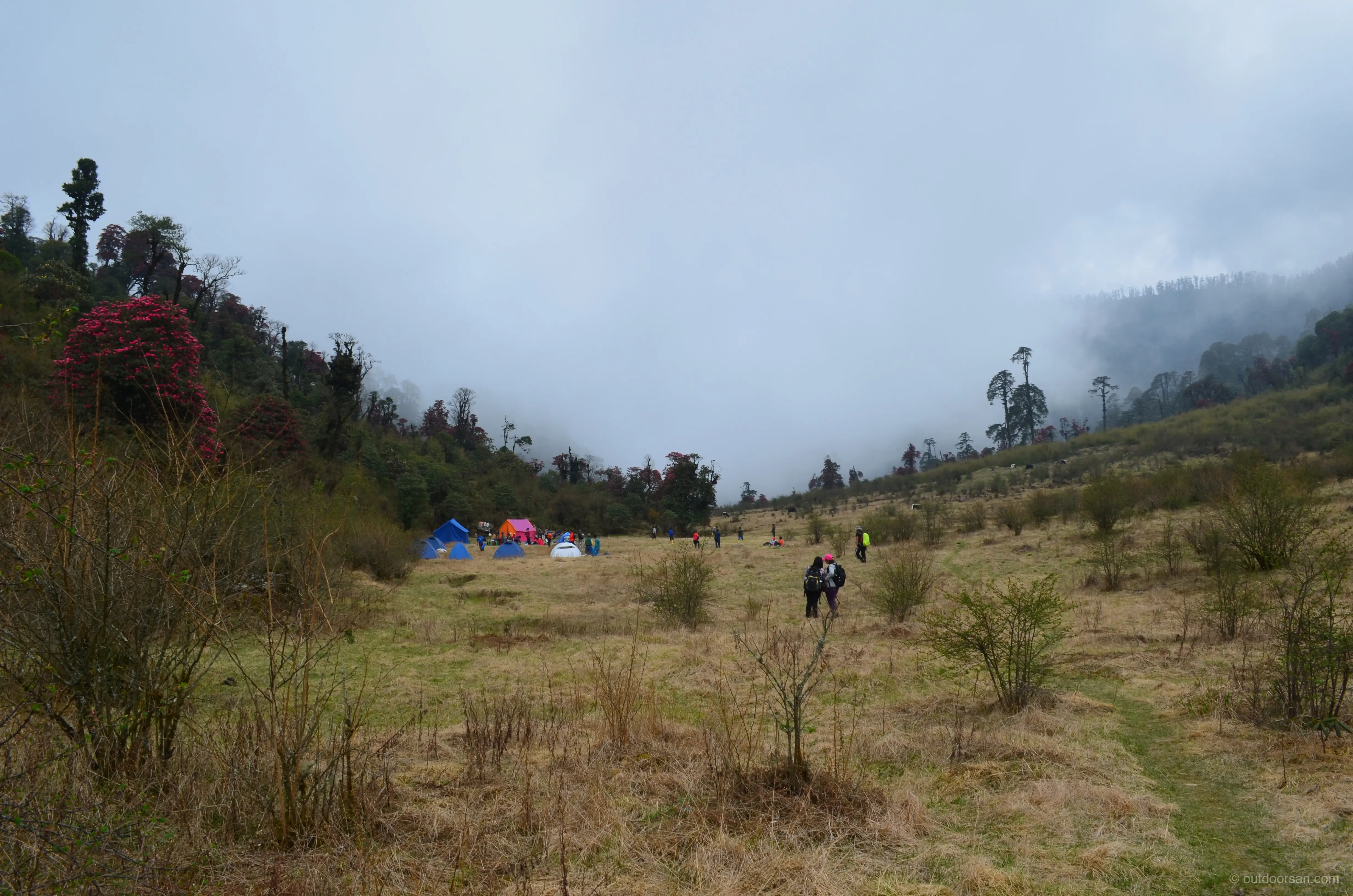Open meadow at Thulo Dhap below the Singalila ridge