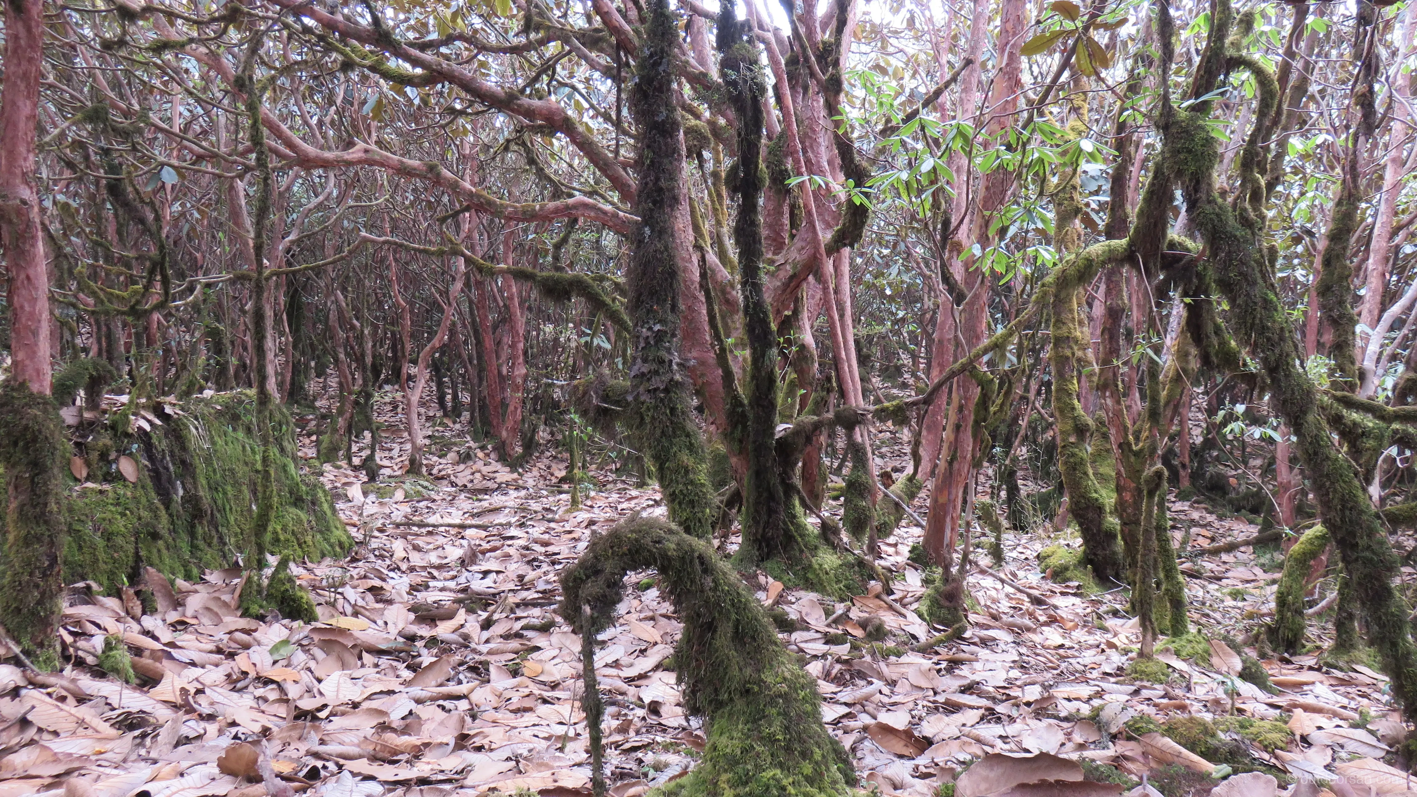 Dense rhododendron forest canopy filtering sunlight