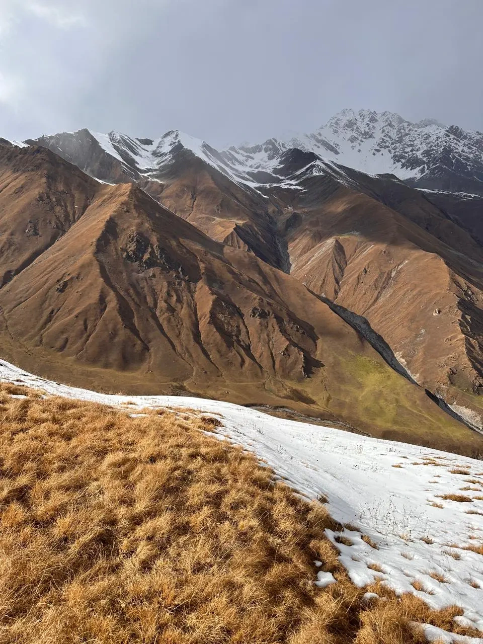 Wildflowers blooming in the high-altitude grassland