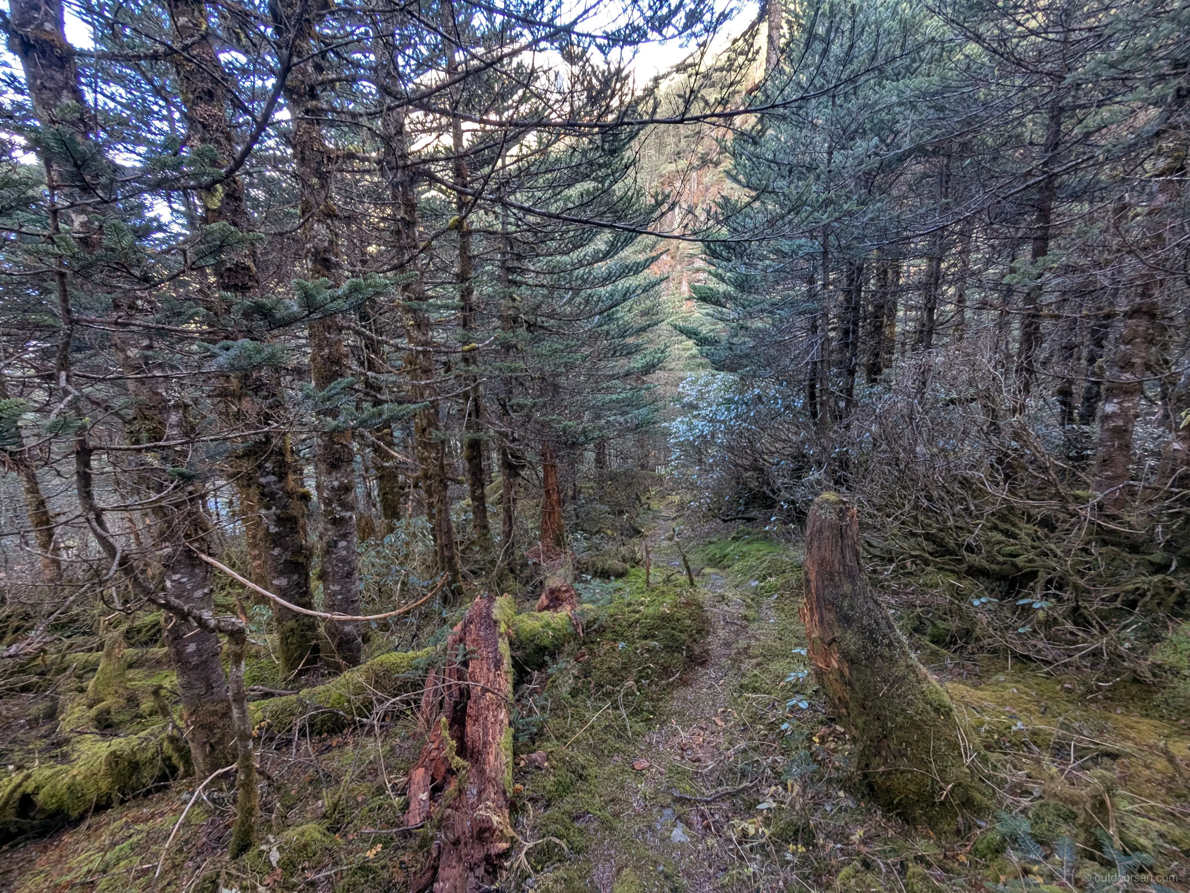 Fir forests