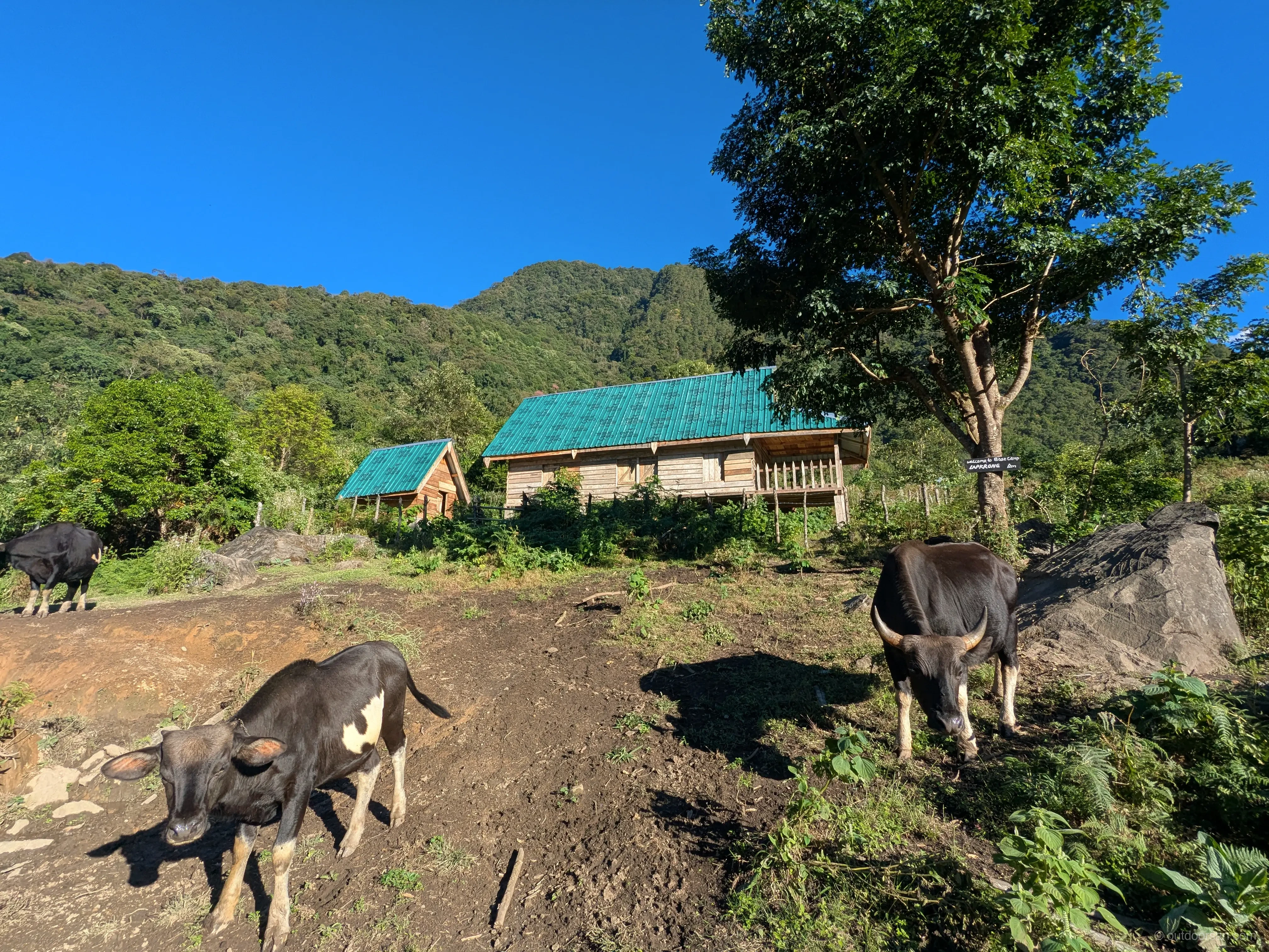 Huts and Mithun at Lapkrong