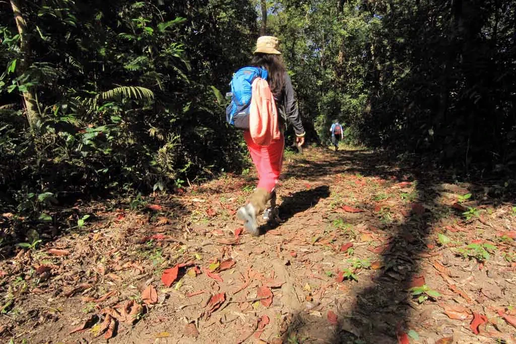 Namdapha rainforest canopy
