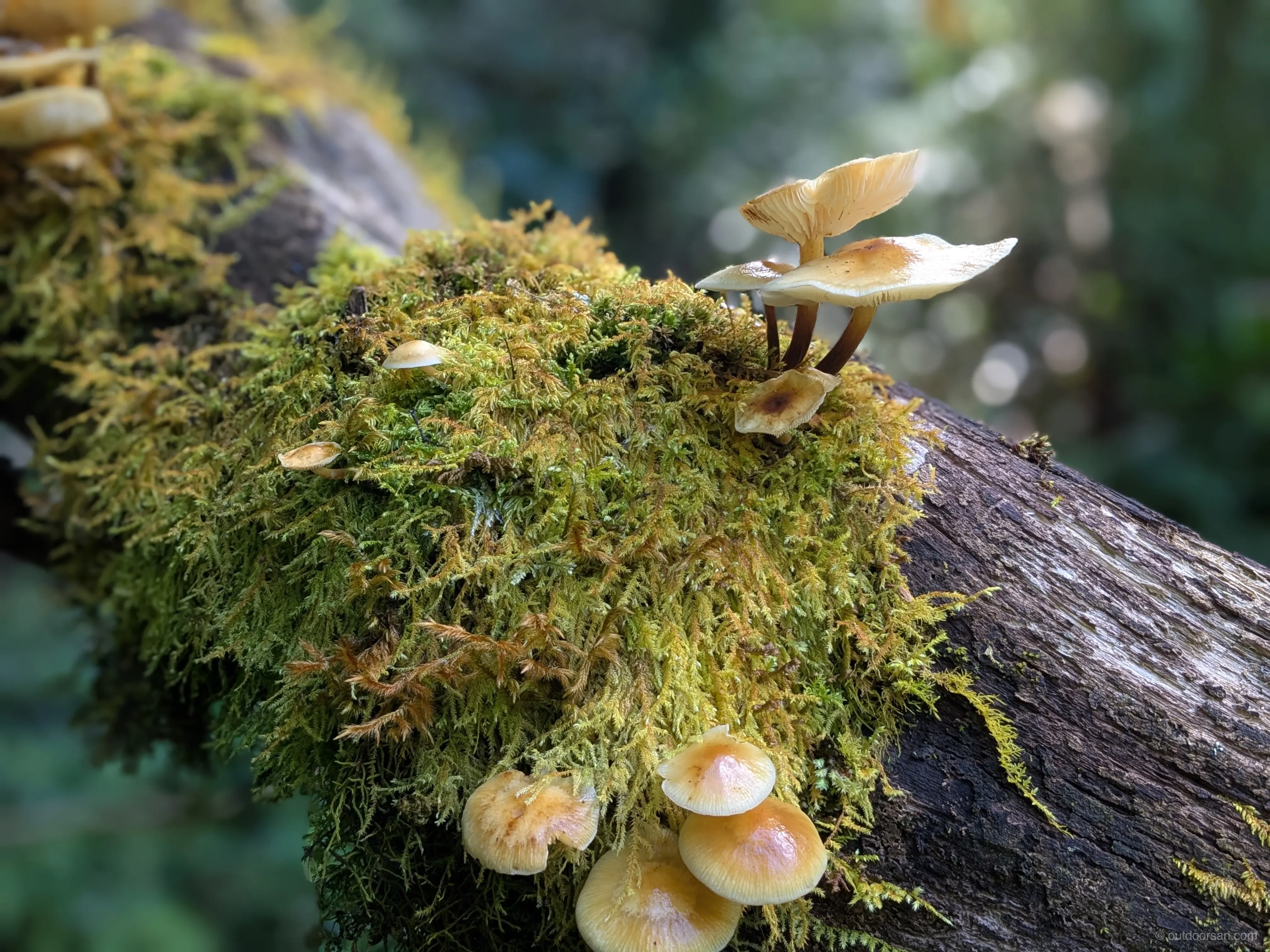 Moss and mushrooms on the trails