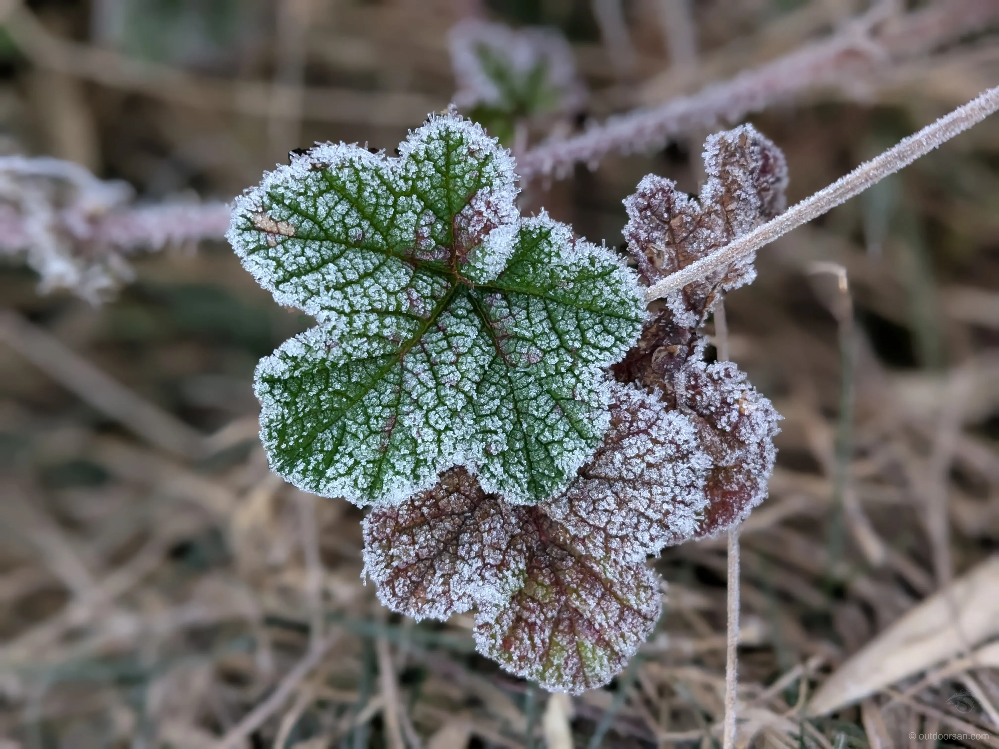 Morning frost at Talle