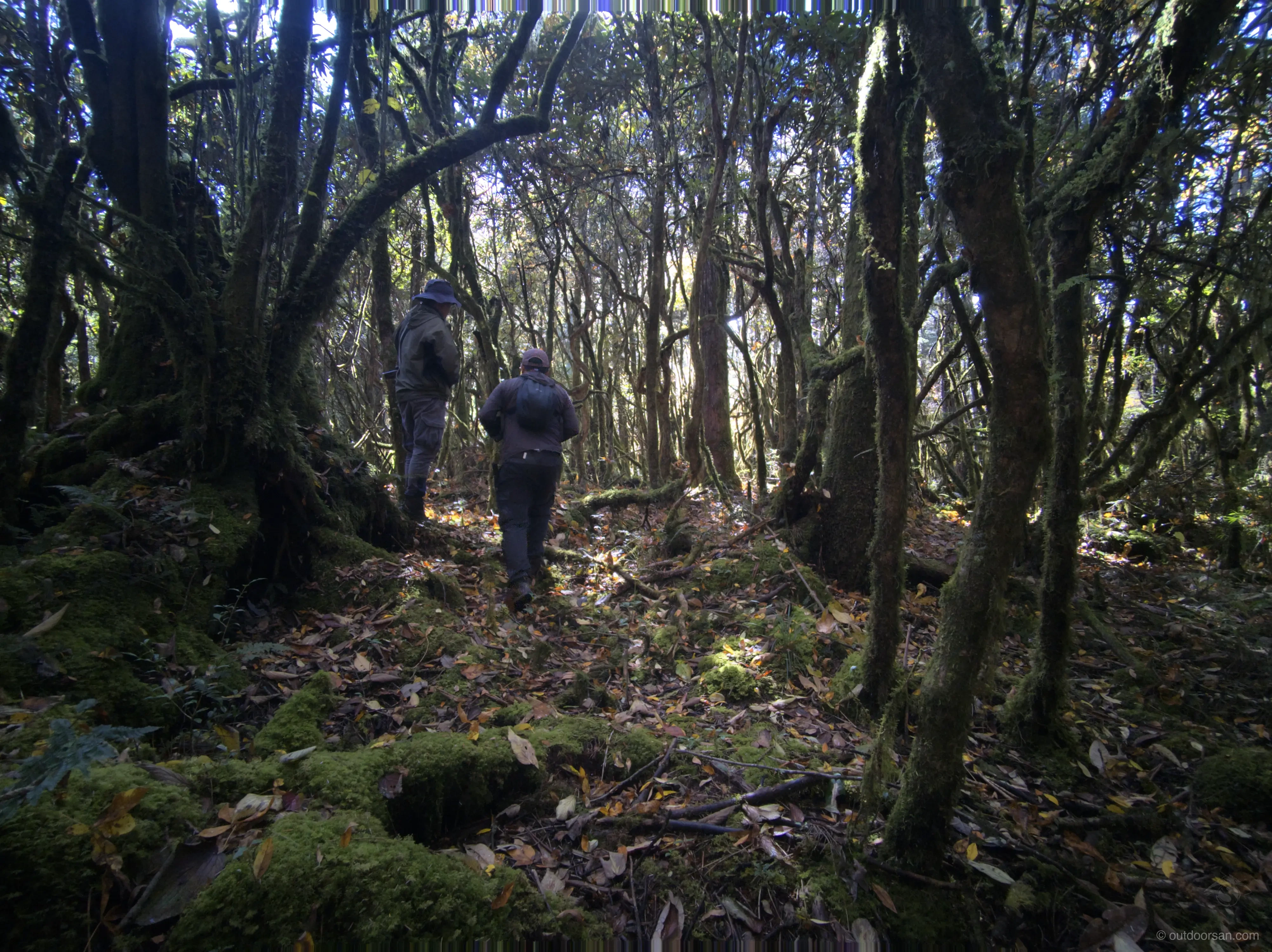 Mossy rhododendron forest