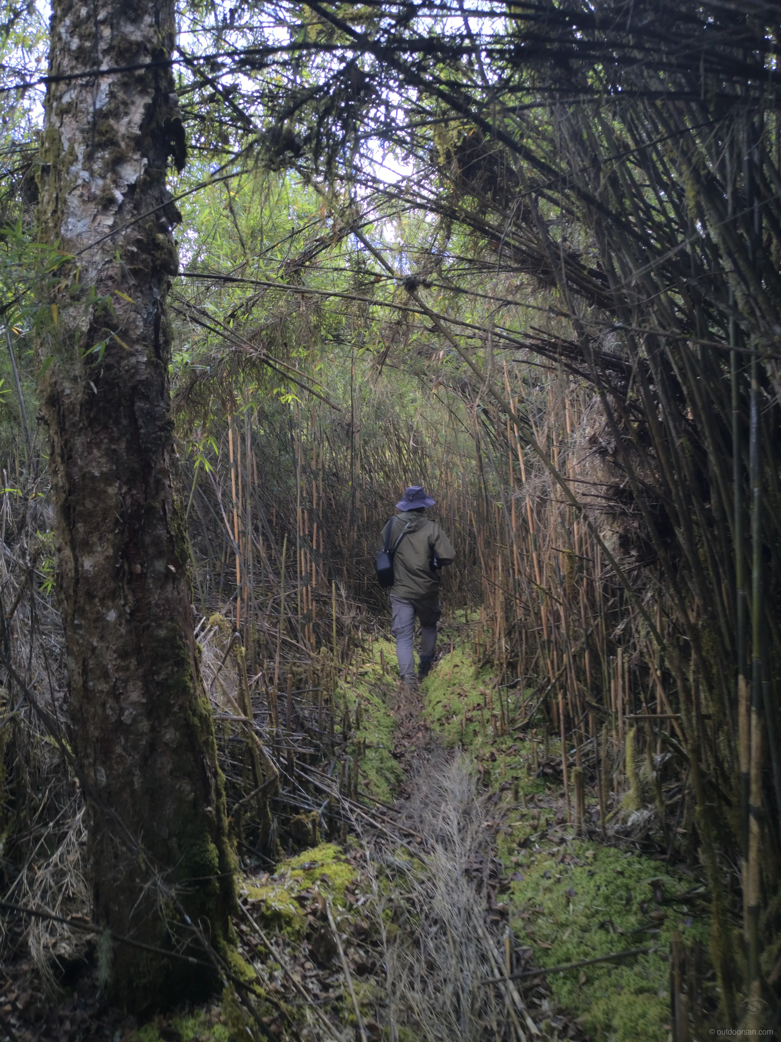 Dense Talle bamboo trail